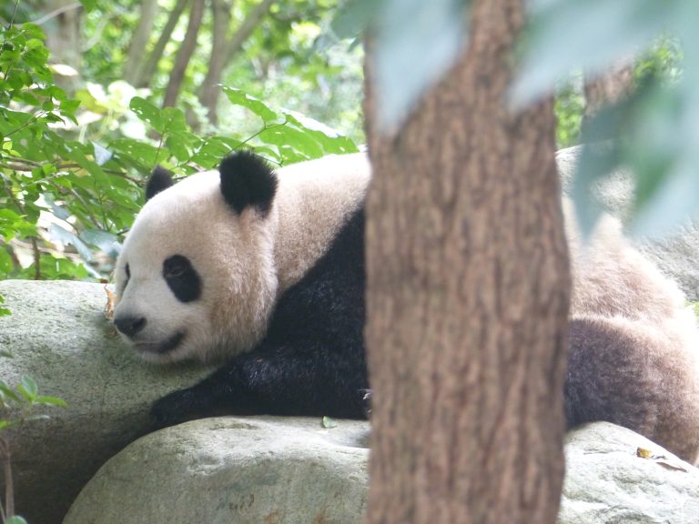 Vlog de 2 jours à Chengdu ! On a vu des pandas !
