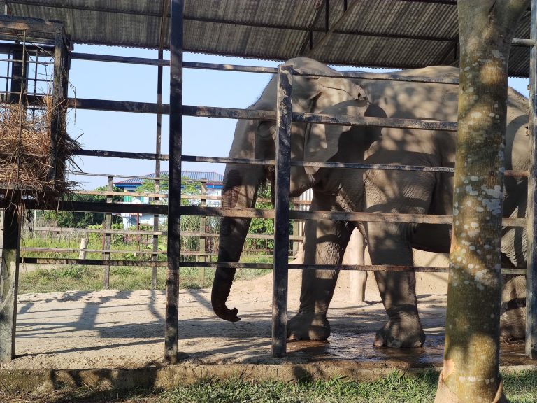 2 jours dans le parc de Chitwan : des éléphants et des tigres du Bengale ?